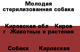 Молодая стерилизованная собака - Кировская обл., Киров г. Животные и растения » Собаки   . Кировская обл.